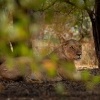 Lev pustinny - Panthera leo - Lion o1328